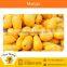 High Nutritional Value Indian Farm Mango by a Leading Exporter