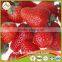 Frozen Strawberry best selling products
