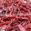 Chillies