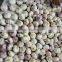 5.0cm Fresh White Garlic at cheap price