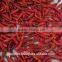 Vietnam dried red chilli