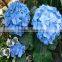 high grade hydrangea flower export from the biggest flower trading center in China