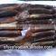Frozen Seafood Illex Squid 200-300g