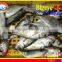 FROZEN BIGEYE SCAD WHOLE ROUND