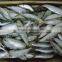 Frozen Sardine from Chinese Manufacture