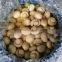 Hongos enteros y rodajas de hongos en salmuera o con dióxido de azufre (SO2) en tambores. SETA conservada en tambor