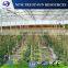 Low cost multi-span PC sheet/board greenhouse for vegetable/flower growth