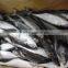 Frozen Horse Mackerel Fish