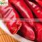 chinese dry red hot pepper high quality red chilli pepper for food factory