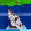 High quality for teaching and studying dog ear model
