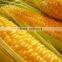 Hybrid Yellow Corn Seed