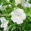 Petunia Flower seeds Morning glory seeds petulantly seeds for planting