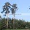 The outdoor decoration plant Changpai Scotch Pine seedling