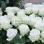 High quality Fresh cut white roses fresh cut flowers