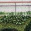 fake green wall/artificial green wall vertical plant wall
