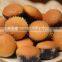 Industrial Machinery Cake Pastry Machine for Sale