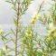 Tea Tree Oil