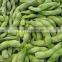 Frozen Soybean Pods, balanched IQF