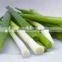 Chinese Cut Frozen Spring Onion 5mm