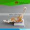 High quality Life-size foot joint with ligaments for medical aid