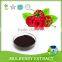 100% Organic or mulberry Morus alba muberry extract/mulberry fruit extract