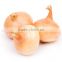 Yellow onion/Red onion for export