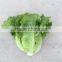 2016 Chinese vegetable hybrid resistance heat Lettuce Seed for Growing-letuuce 369