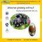GMP Factory Supply Natural Eleutheroside B+E 0.8%