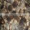 baby oyster mushroom grey oyster mushroom in brine preserve oyster mushroom price