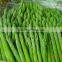 Top quality Frozen green asparagus for 1 kg packed per carton