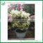 Colorful Bougainvillea Bonsai Living Tree Sales