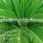 Artificial Cycas Revoluta Sago Cycas for Jurassic Period Dinosaur Hall