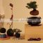 China Manufacture handmade floating bonsai tree in the air