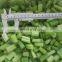 Sinocharm A Grade L2-3CM IQF Celery Cut Frozen Celery