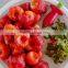 Good Quality Strawberry Tomato slicer Multifunction Fruit Stainless New Slicer Fruit strawberry huller