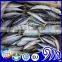 Long Bodied Round Scad Decapterus Lajang For Tuna Bait