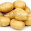 2016 new crop sweet potato fresh potato