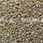 Millet Seeds pearl millet bajra new 2015