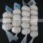 pure white garlic 5.0cm