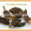 Morel mushrooms (Morchella)