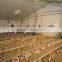 standardized chicken/broiler shed equipment producers