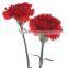 Fresh Cut Flowers Top Quality Red Carnation Fresh Carnation Best Price