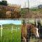 Hot Dipped Galvanized Welded Wire Mesh Poultry Fence Wire Mesh Panel