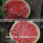 No.43 Hybrid high quality high suger content watermelon seed