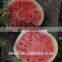 No.43 Hybrid high quality high suger content watermelon seed