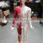 High definition medical teaching model 85CM human semi muscle red and white acupuncture point model