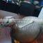 wholesale inflatable soft XPE foam turkey decoy,Garden decorations,hot selling hunting decoy