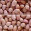 Supplying Raw Bulk Peanut Kernele Baisha Type for Sales