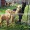 Cattle Sheep Annimal Fence/field Fence (manufacture)