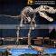 MY Dino-C088 Dinosaur park dinosaur skeleton model for sale